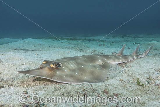 Gorgona Guitarfish photo Gorgona Guitarfish photo