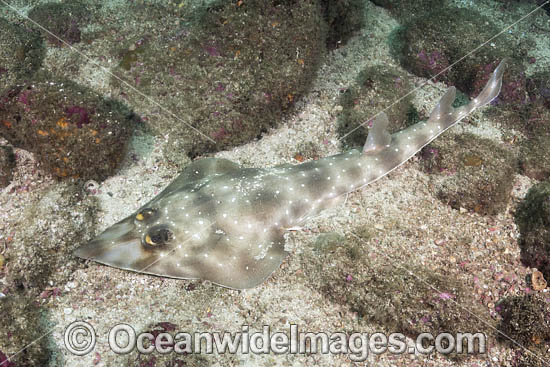 Gorgona Guitarfish photo
