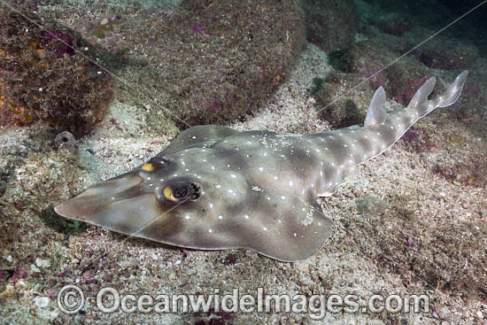 Gorgona Guitarfish (Rhinobatos prahli), Coiba, Panama, Eastern Pacific. Photo - Andy Murch