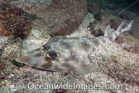 Gorgona Guitarfish photo