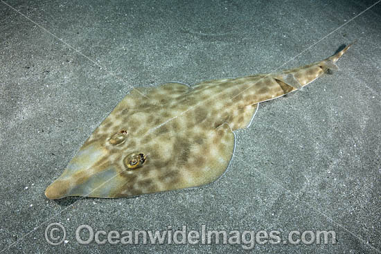 Bottlenose Guitarfish aka Brown Guitarfish or Yellow Guitarfish (Rhinobatos schlegelii). Chiba Prefecture, Honshu, Japan, North Pacific Ocean. Photo - Andy Murch Bottlenose Guitarfish aka Brown Guitarfish or Yellow Guitarfish (Rhinobatos schlegelii). Chiba Prefecture, Honshu, Japan, North Pacific Ocean. Photo - Andy Murch