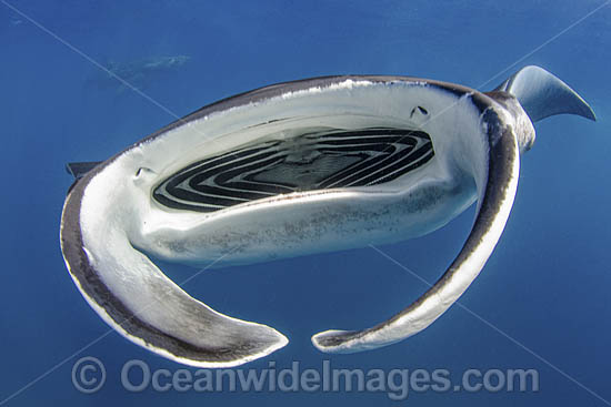 Caribbean Manta Ray photo