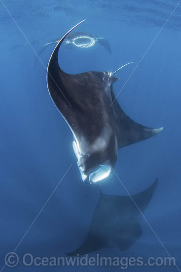 Caribbean Manta Ray photo