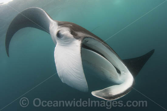 Caribbean Manta Ray photo