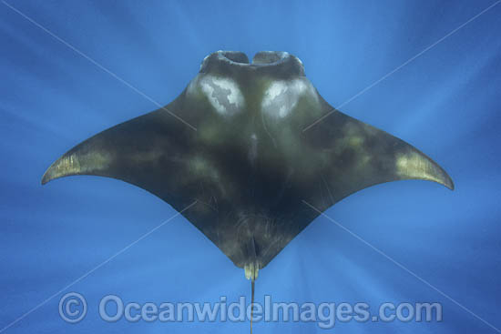 Caribbean Manta Ray photo