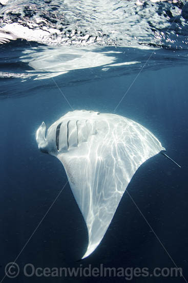 Caribbean Manta Ray photo