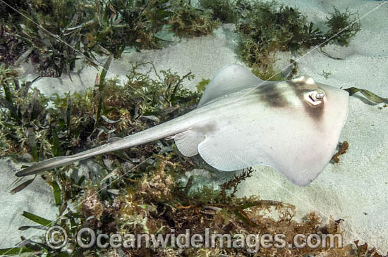 Masked Stingaree photo