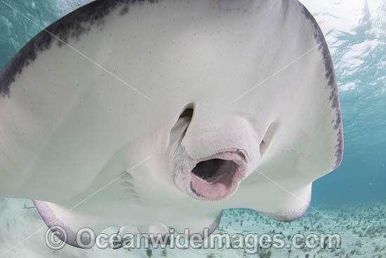 Southern Stingray photo Southern Stingray photo