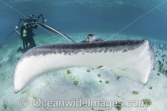 Southern Stingray photo Southern Stingray photo