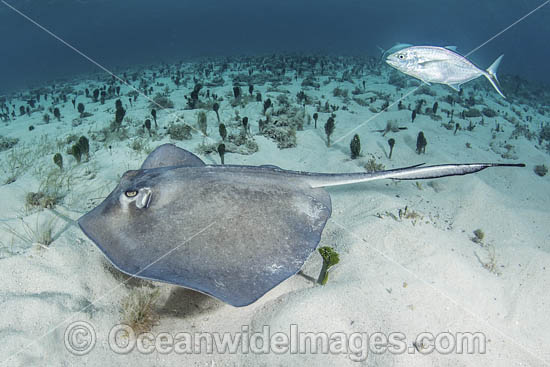 Southern Stingray photo Southern Stingray photo
