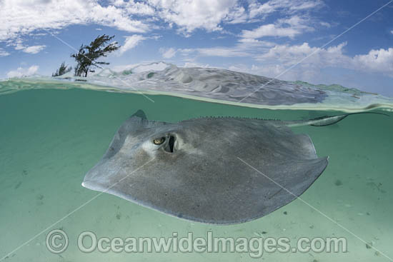 Southern Stingray photo Southern Stingray photo