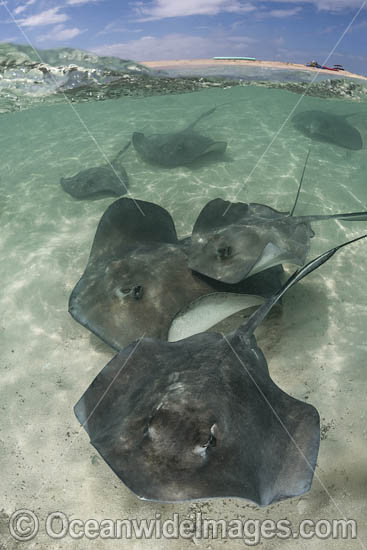 Southern Stingray (Hypanus americanus). A member of the dasyatidae family. Over under at Gun Cay, Honeymoon Harbour, Bimini, Bahamas, Caribbean Sea. Photo - Andy Murch Southern Stingray (Hypanus americanus). A member of the dasyatidae family. Over under at Gun Cay, Honeymoon Harbour, Bimini, Bahamas, Caribbean Sea. Photo - Andy Murch