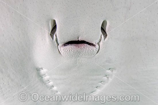 Southern Stingray photo Southern Stingray photo