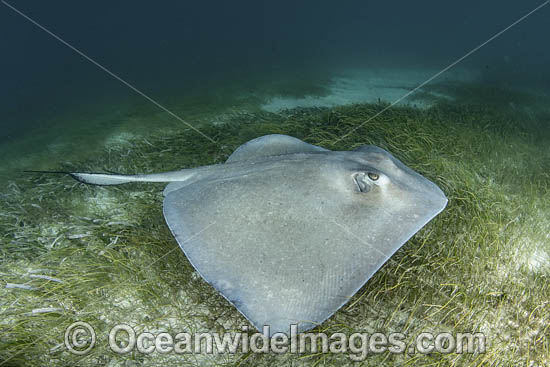 Southern Stingray photo Southern Stingray photo