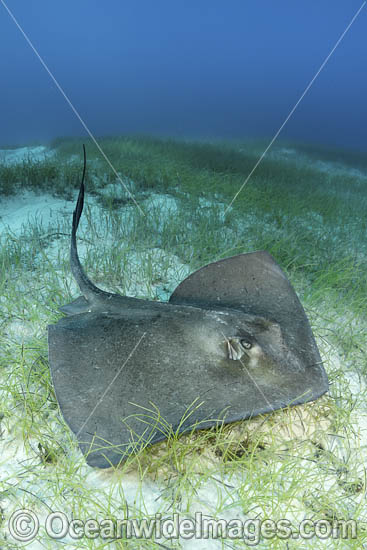 Southern Stingray photo Southern Stingray photo