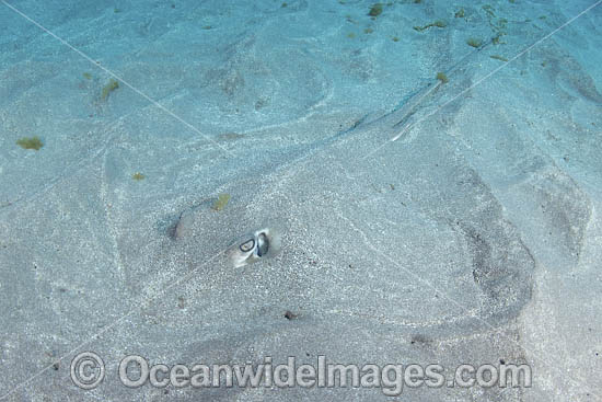 Longtail Stingray photo Longtail Stingray photo