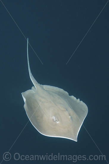 Longnose Stingray (Hypanus guttatus). Previously named Dasyatis gutata. Livingston, Gulf of Guatemala, Caribbean Sea. Photo - Andy Murch Longnose Stingray (Hypanus guttatus). Previously named Dasyatis gutata. Livingston, Gulf of Guatemala, Caribbean Sea. Photo - Andy Murch
