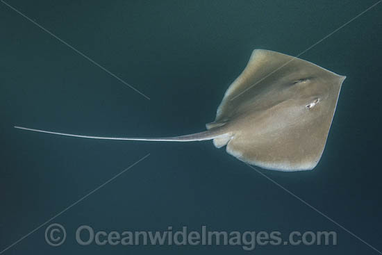 Longnose Stingray photo