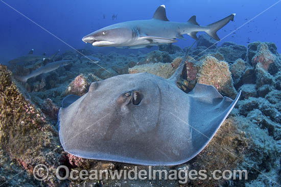 Longtail Stingray photo Longtail Stingray photo