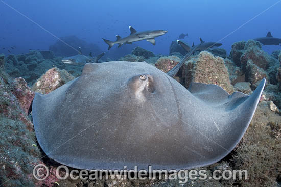 Longtail Stingray photo Longtail Stingray photo