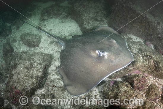 Longtail Stingray (Hypanus longus). Previously named Dasyatis longa. Socorro Island, Mexico, Eastern Pacific. Photo - Andy Murch Longtail Stingray (Hypanus longus). Previously named Dasyatis longa. Socorro Island, Mexico, Eastern Pacific. Photo - Andy Murch