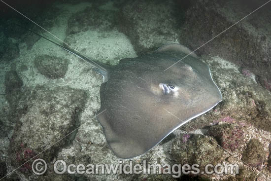 Longtail Stingray photo