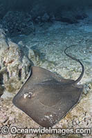 Longtail Stingray Photo - Andy Murch