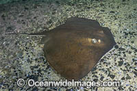 Blue Stingray Photo - Andy Murch