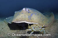 Blue Stingray Photo - Andy Murch