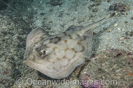 Leopard Round Stingray photo