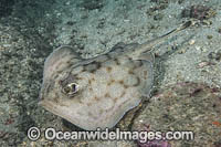 Leopard Round Stingray Photo - Andy Murch