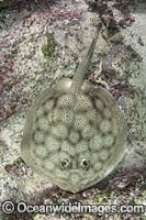 Leopard Round Stingray Photo - Andy Murch