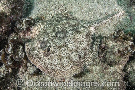 Leopard Round Stingray photo