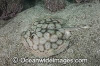 Leopard Round Stingray Photo - Andy Murch