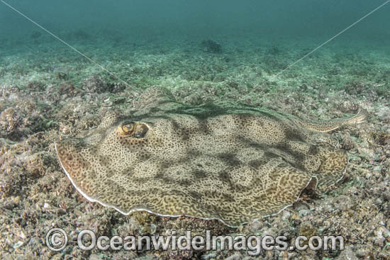 Leopard Round Stingray photo