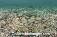 Leopard Round Stingray Photo - Andy Murch