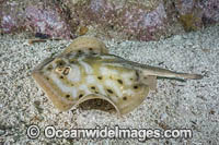 Cortez Round Stingray Photo - Andy Murch