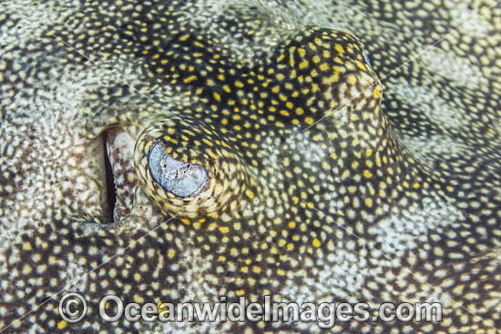 Yellow Spotted Stingray photo