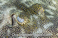 Yellow Spotted Stingray Photo - Andy Murch