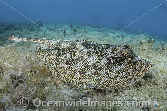 Yellow Spotted Stingray photo