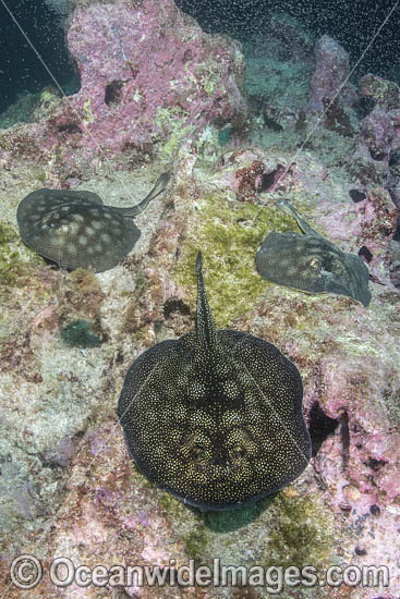 Haller's Round Stingray photo