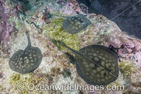 Haller's Round Stingray photo