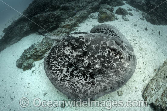Blotched Stingray photo Blotched Stingray photo