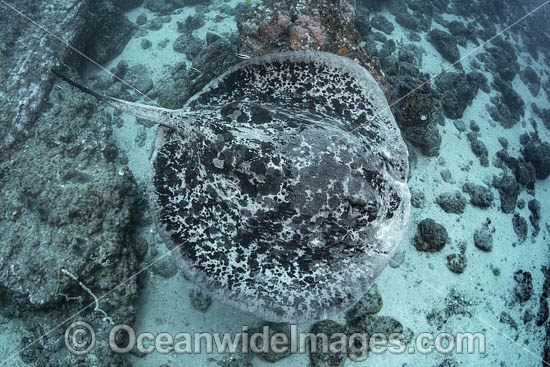 Blotched Stingray photo Blotched Stingray photo
