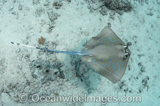 Oriental Bluespotted Maskray photo