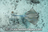 Oriental Bluespotted Maskray Photo - Andy Murch