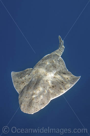 Pacific Angelshark photo