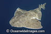 Pacific Angelshark Photo - Andy Murch