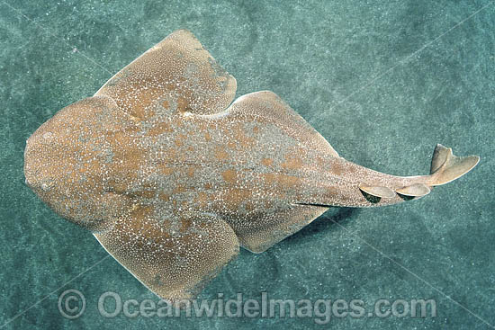 Japanese Angelshark, Squatina japonica. Aka Japanese Angel Shark. Chiba Prefecture, Honshu, Sea of Japan. Photo - Andy Murch Japanese Angelshark, Squatina japonica. Aka Japanese Angel Shark. Chiba Prefecture, Honshu, Sea of Japan. Photo - Andy Murch