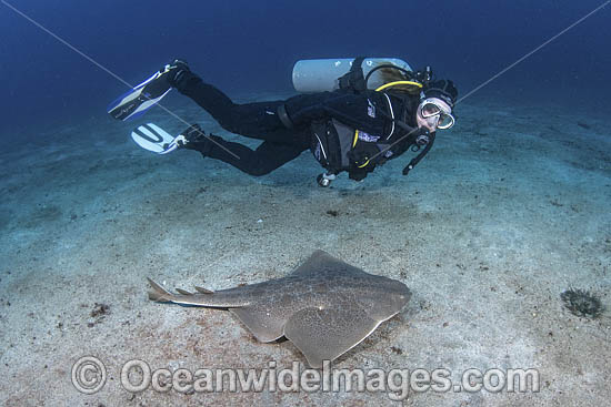 Japanese Angelshark (Squatina japonica) - with diver. Aka Japanese Angel Shark. Hatsushima Island, Izu Peninsula, Honshu, Sea of Japan. Photo - Andy Murch Japanese Angelshark (Squatina japonica) - with diver. Aka Japanese Angel Shark. Hatsushima Island, Izu Peninsula, Honshu, Sea of Japan. Photo - Andy Murch
